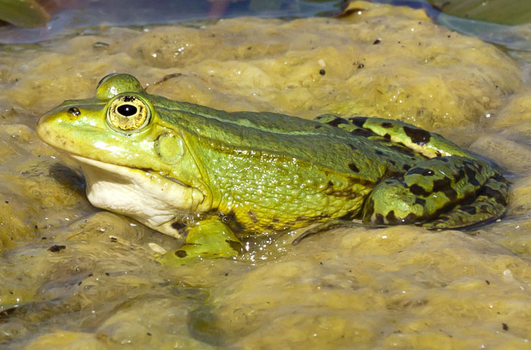 En stor ätlig groda sittande i vattnet i en damm med grönalger täckande vattenytan en solig dag.