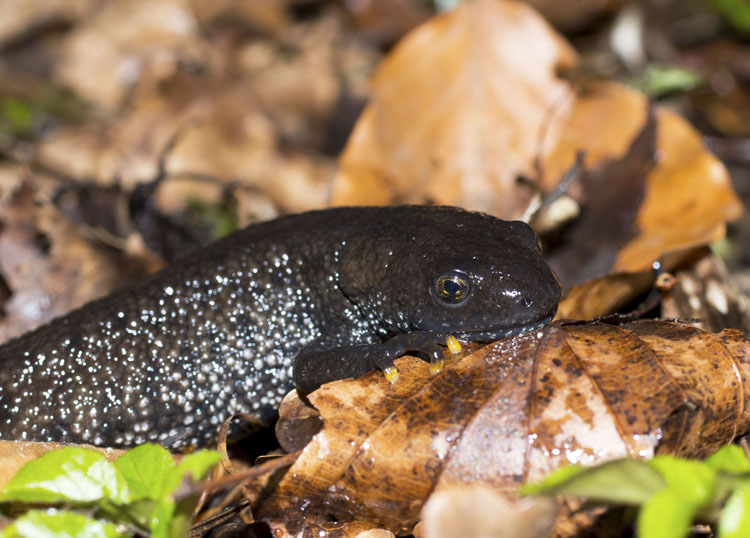 En större vattensalamander på land krypande på löv